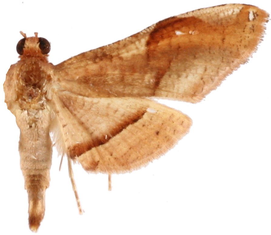 Calindoea elongatalis Hampson