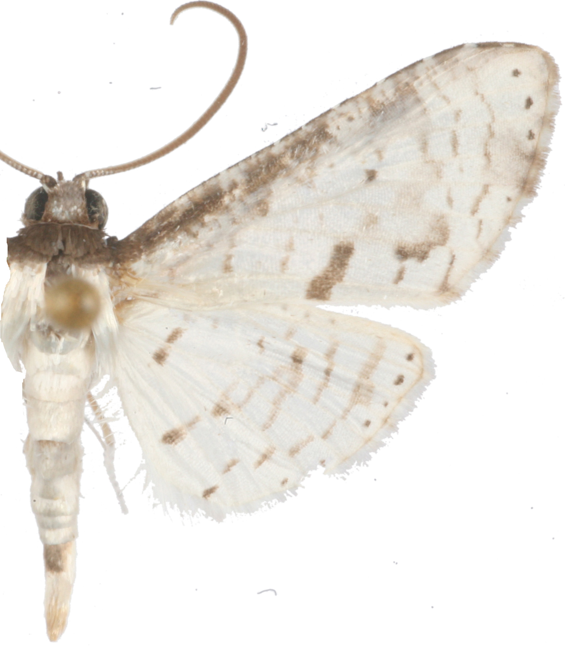 Calindoea hypargyra Hampson