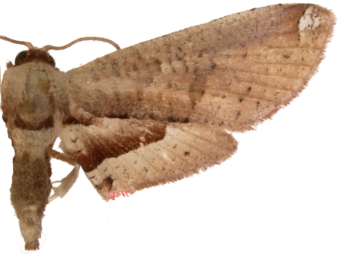 Calindoea interalbicans Warren