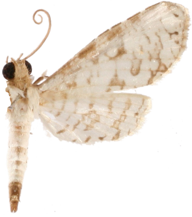 Calindoea polygraphalis Walker