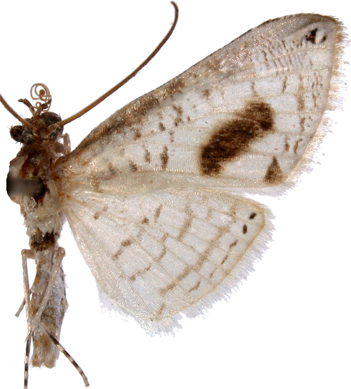 Calindoea puralis Walker