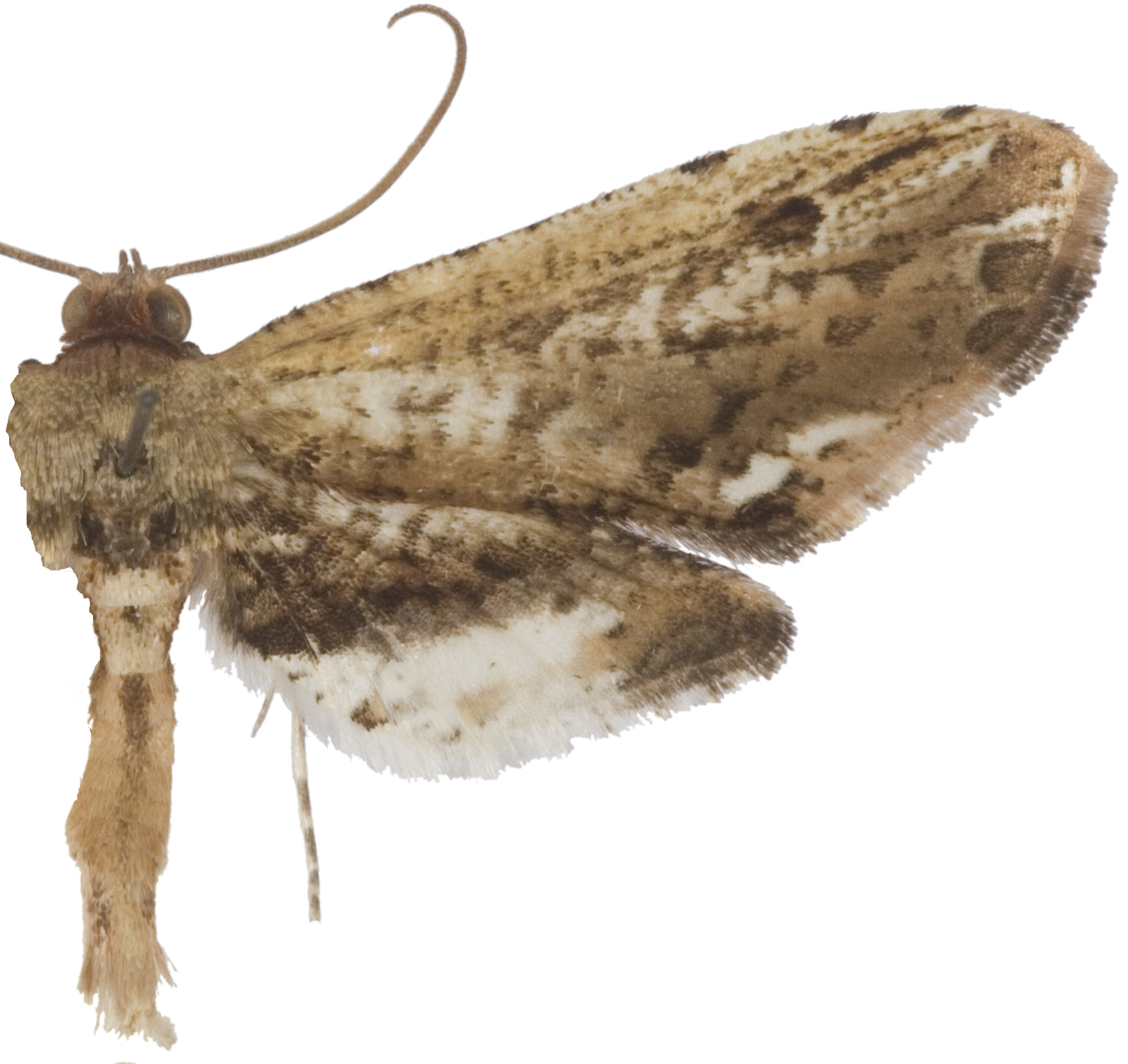 Calindoea sp. 10