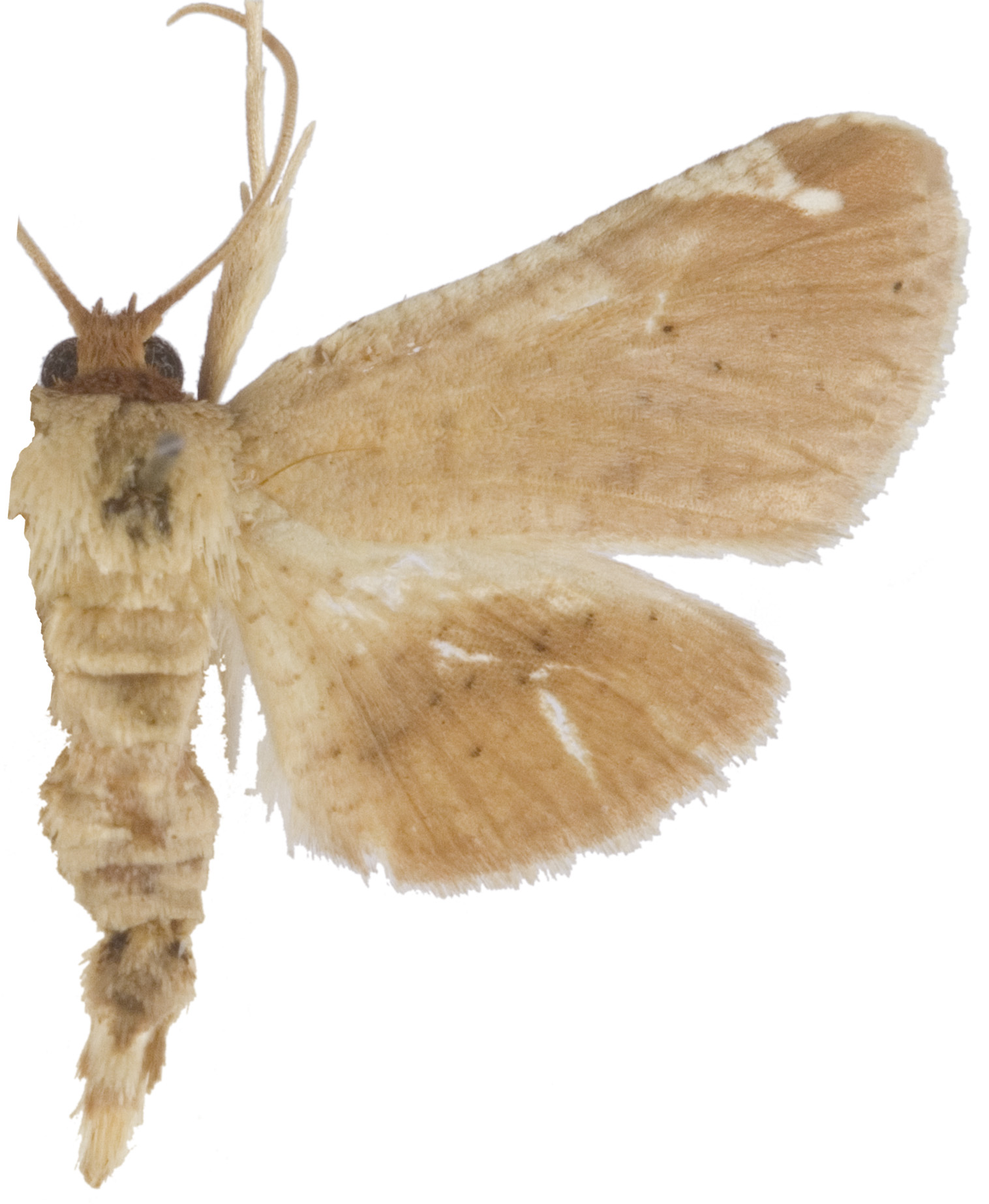 Calindoea sp. 12 specimen plate