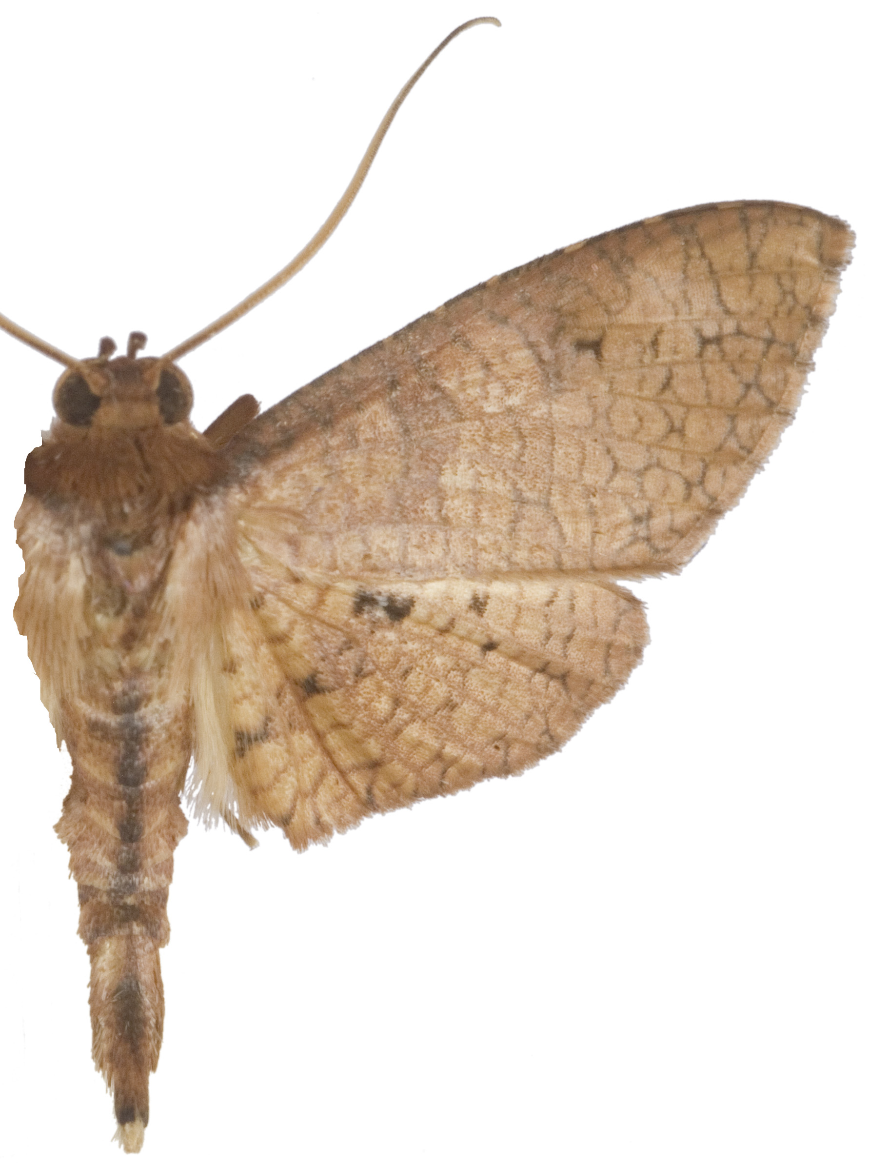 Calindoea sp. 13