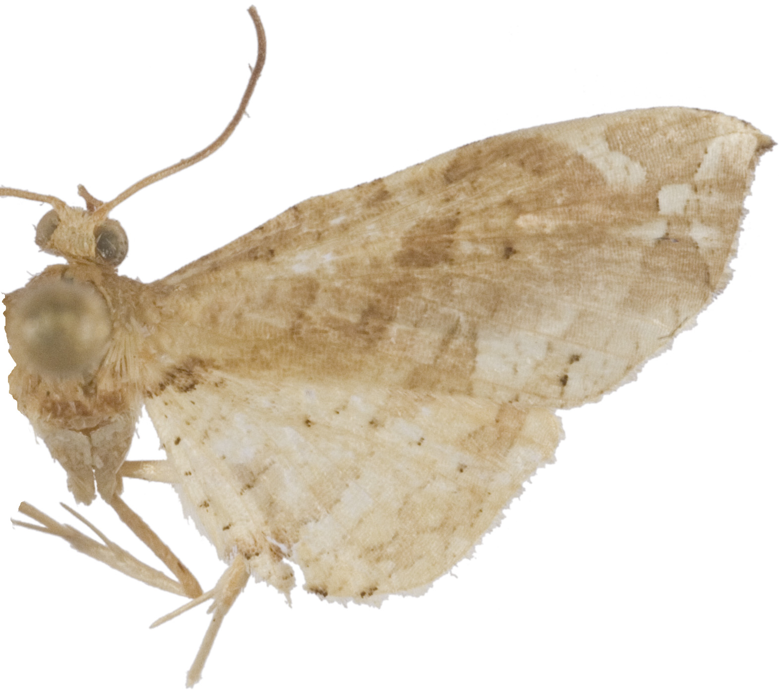 Calindoea sp. 12