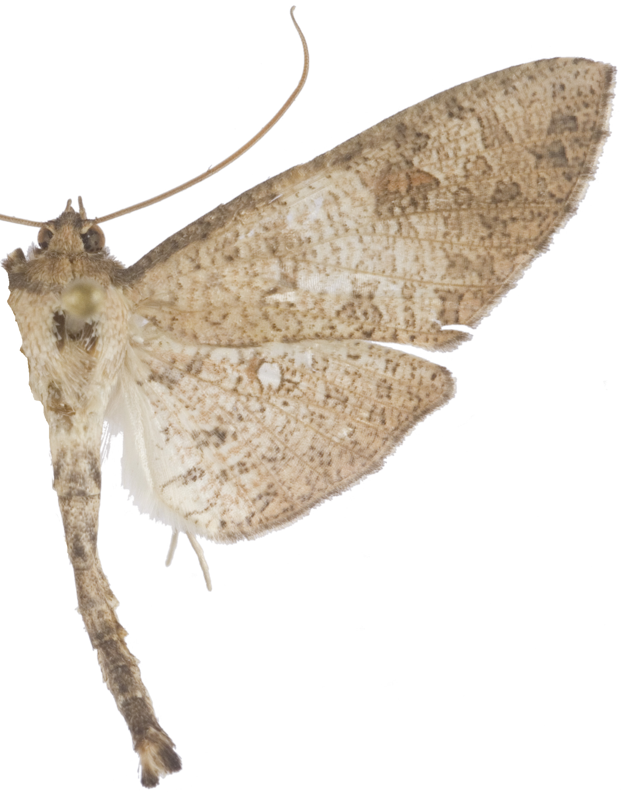 Calindoea sp. 3