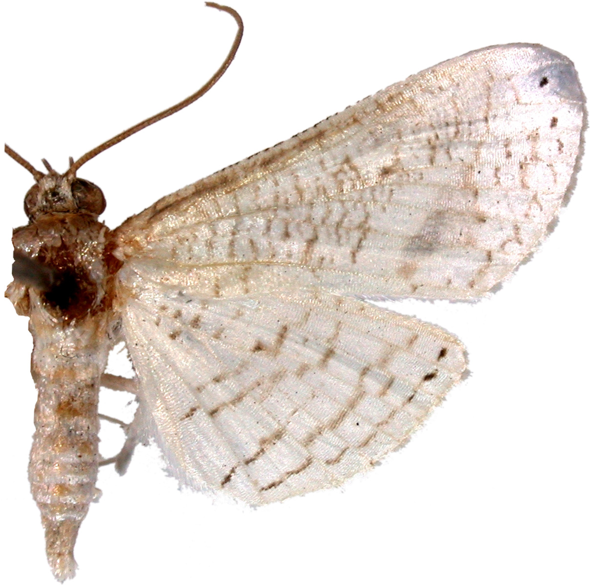 Calindoea sp. 4