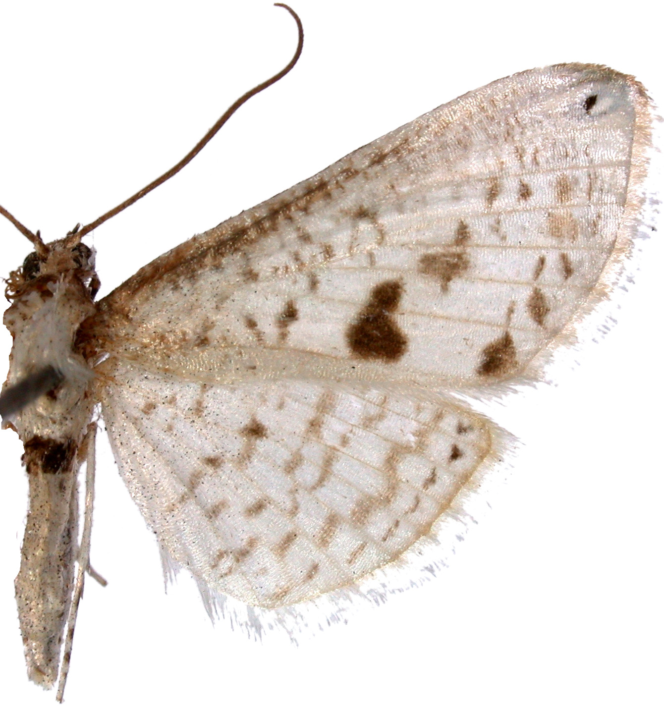 Calindoea sp. 5