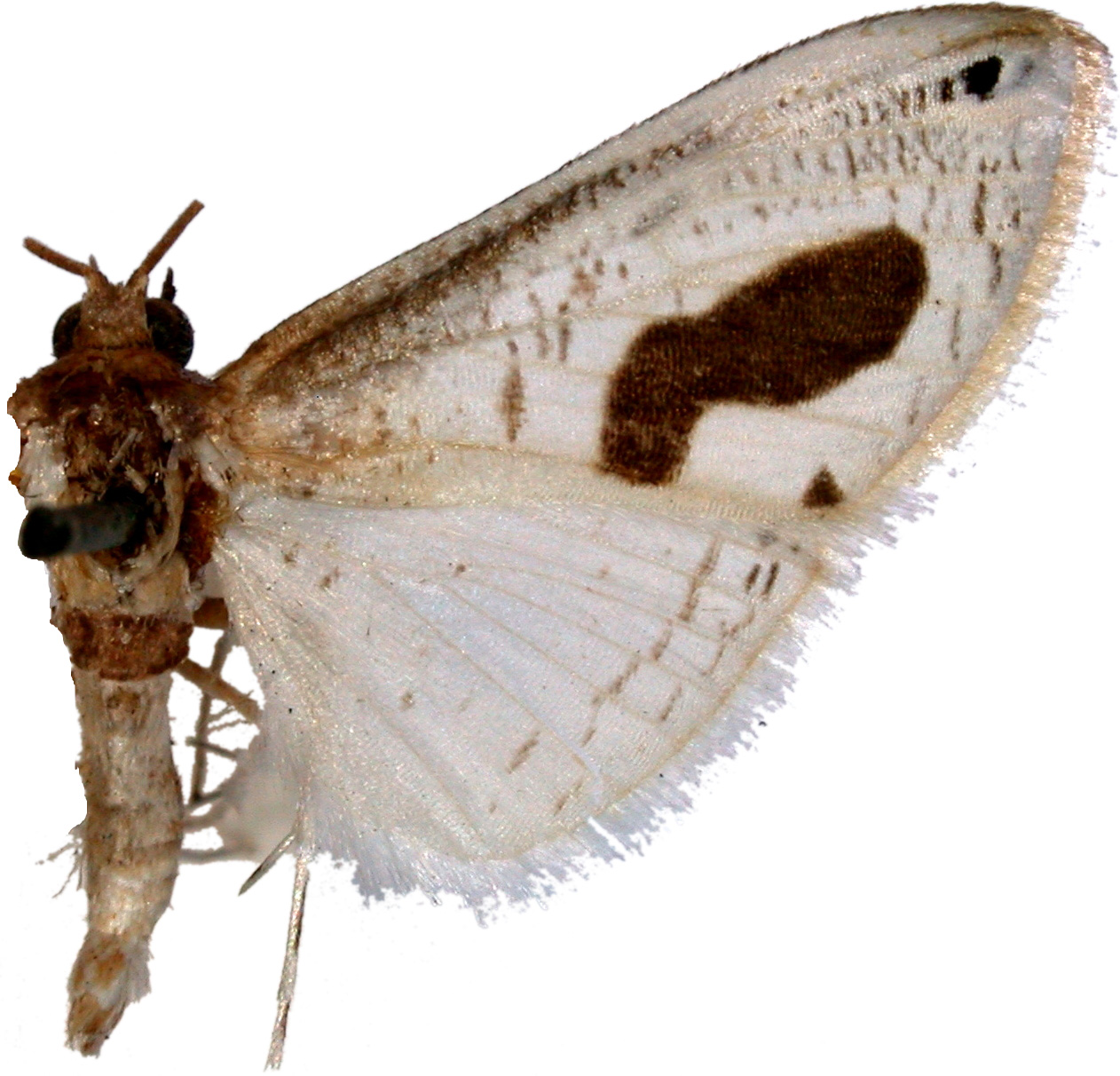 Calindoea sp. 6