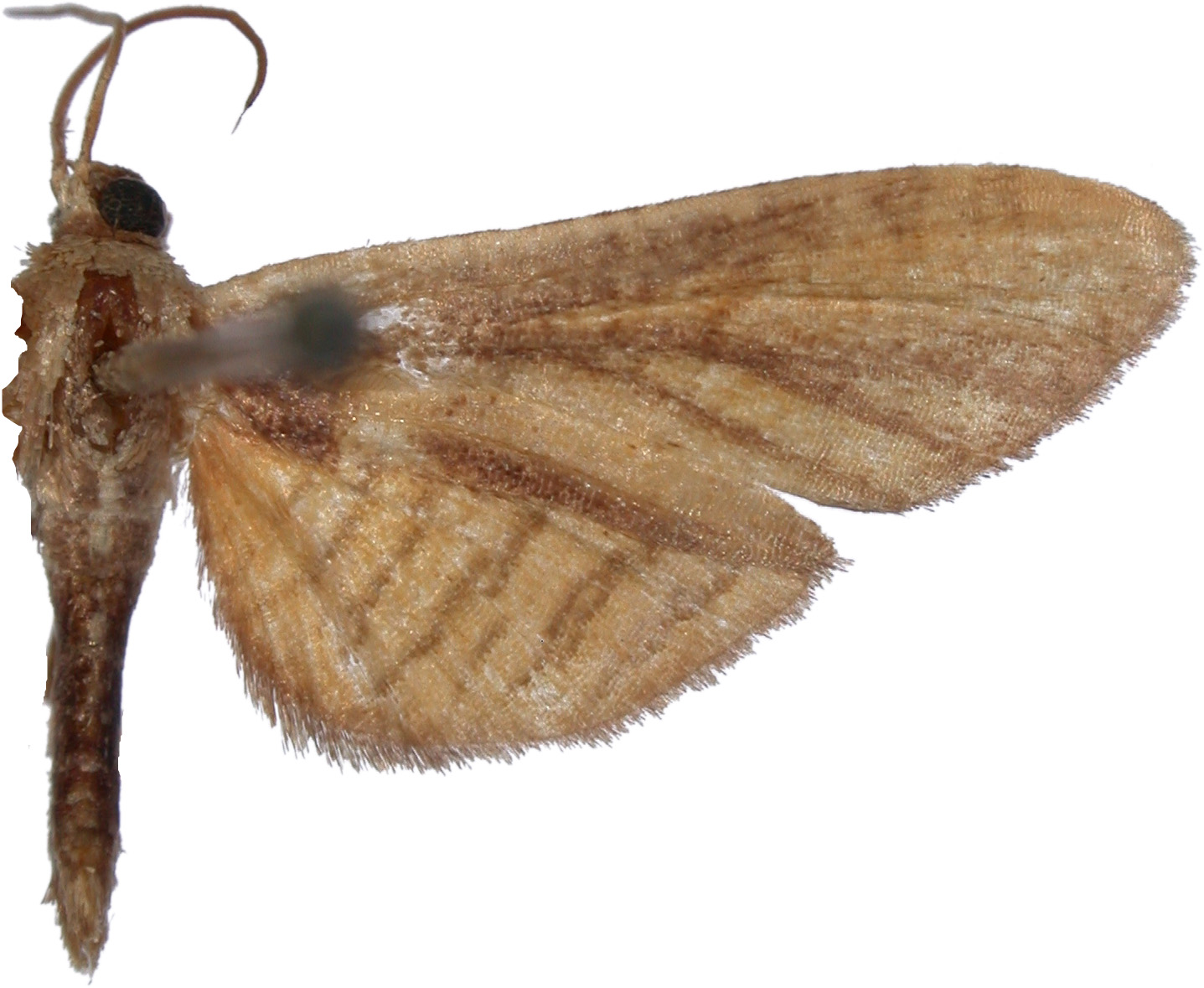 Calindoea sp. 9