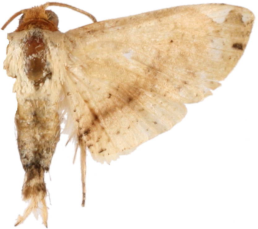 Calindoea sp. 11