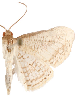 Calindoea sp. 14
