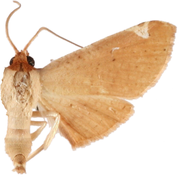 Calindoea sp. 7