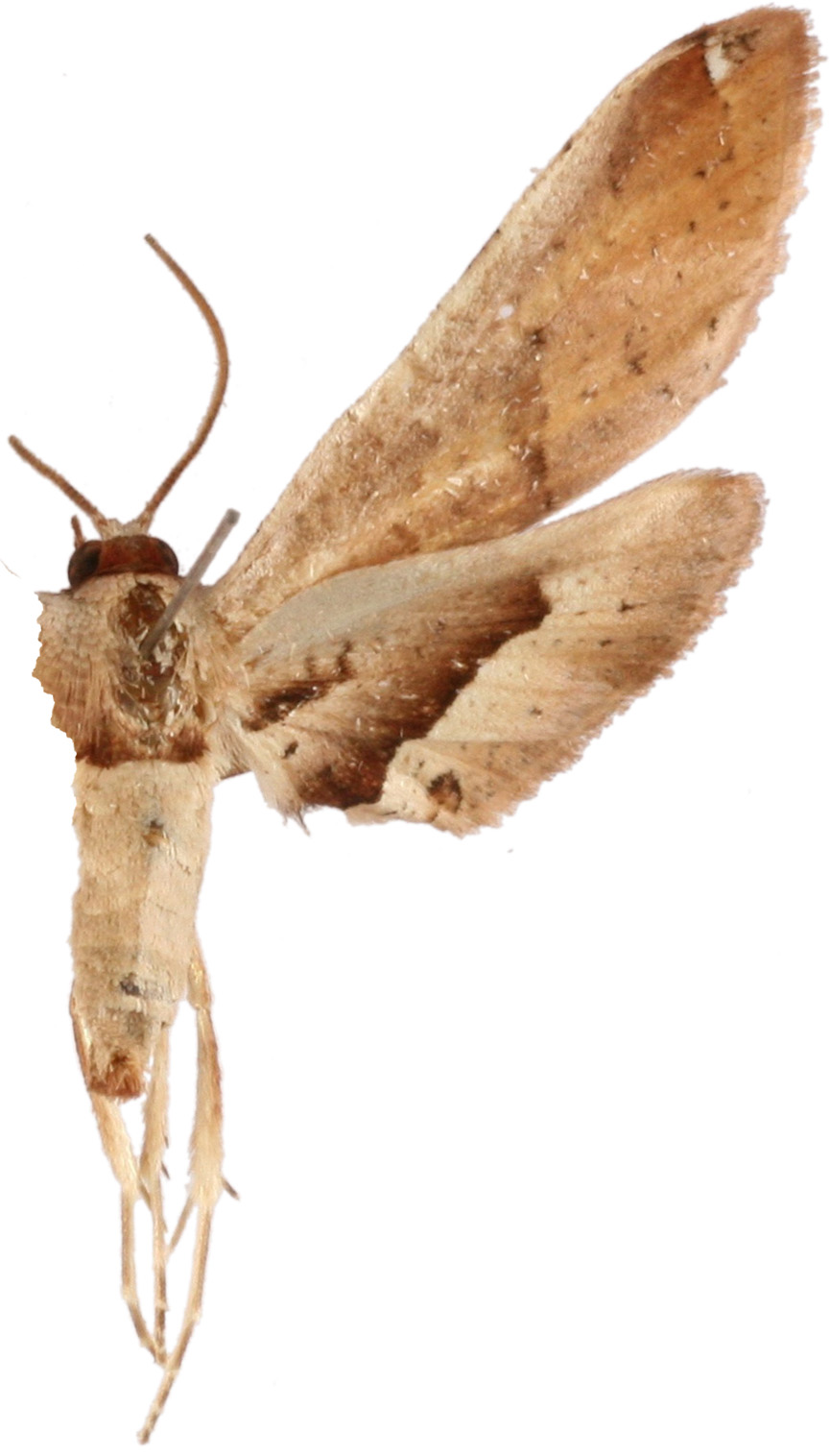 Calindoea sp. 8