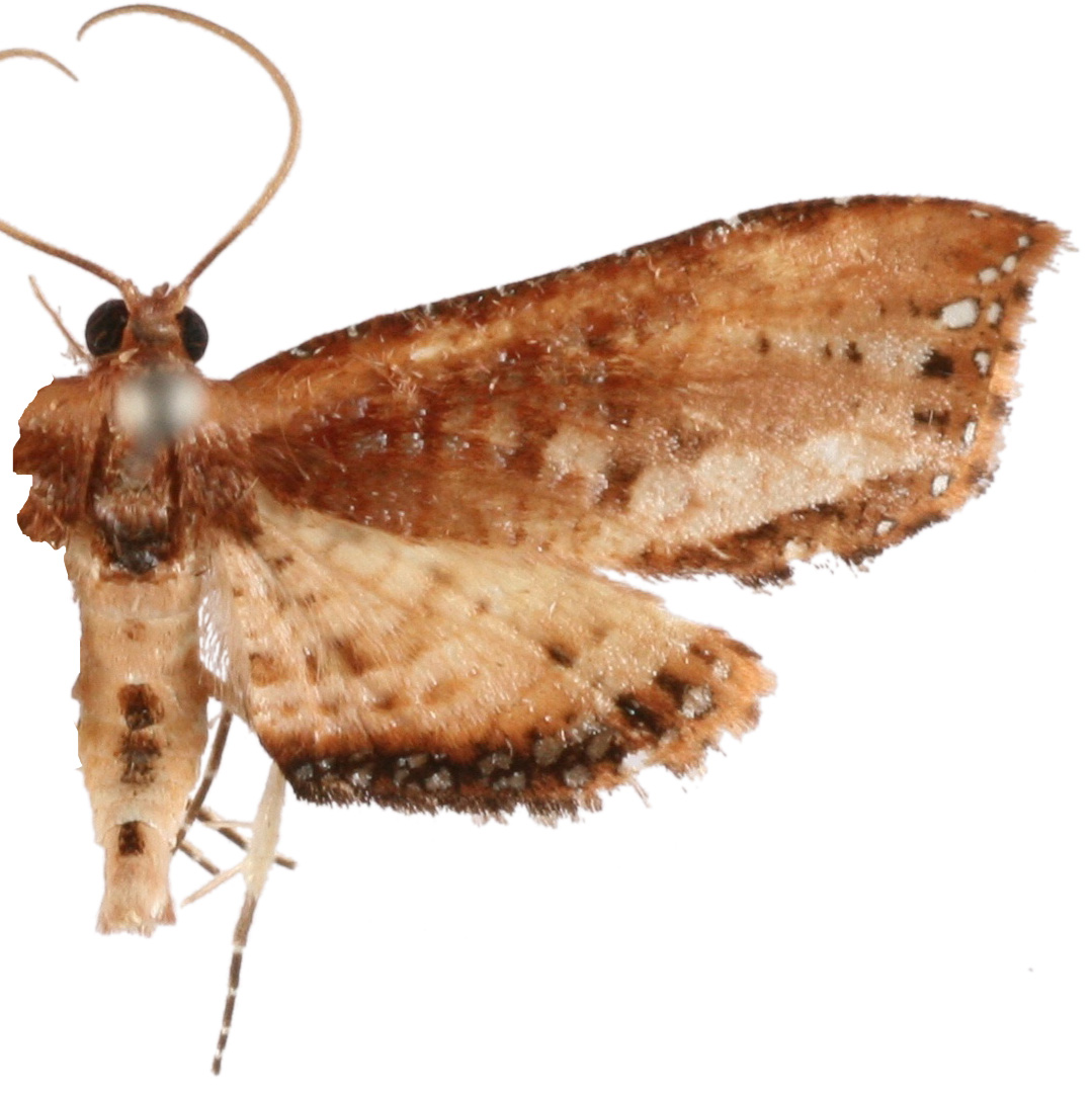 Calindoea sp. 1