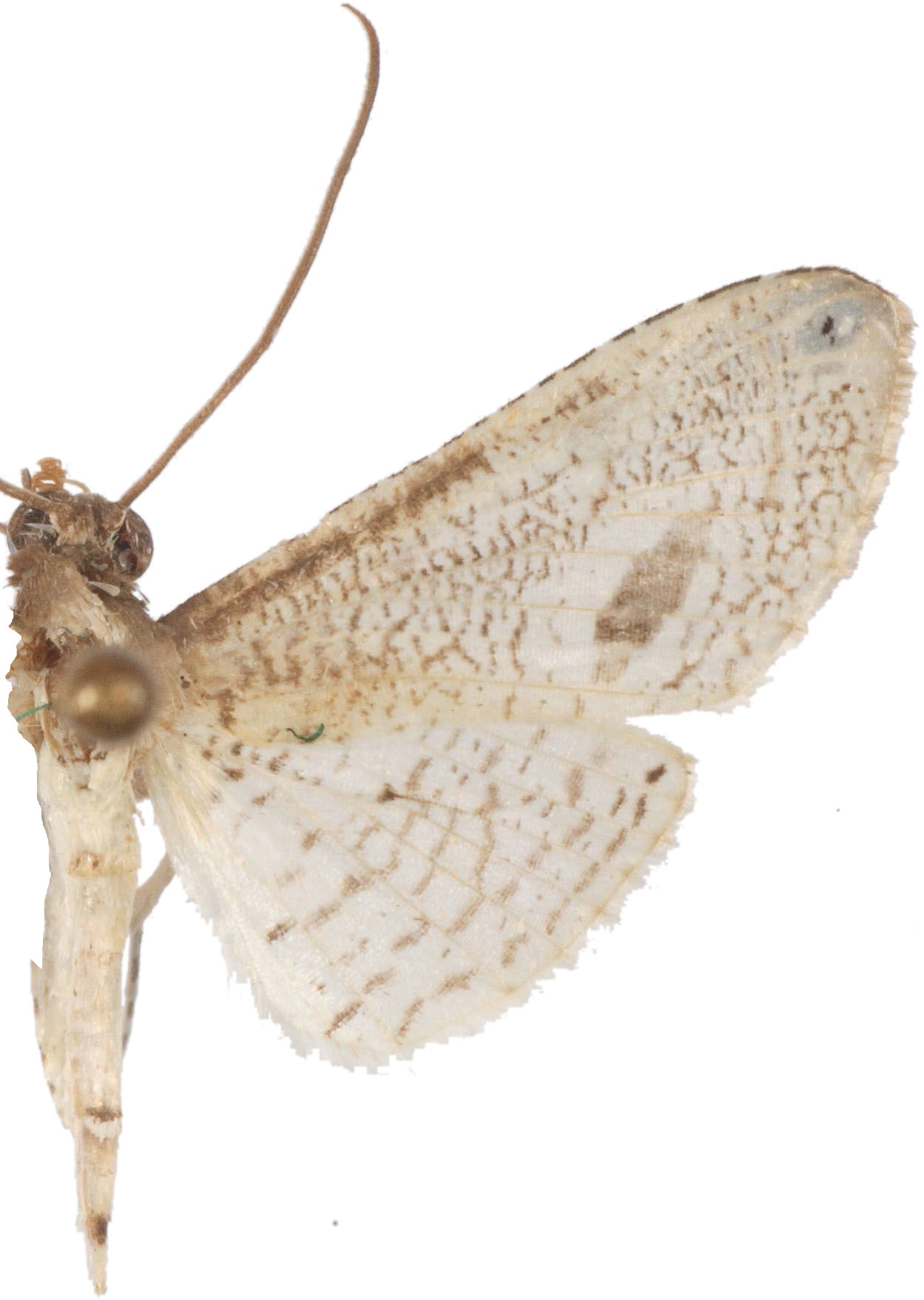 Calindoea tetraonalis Moore