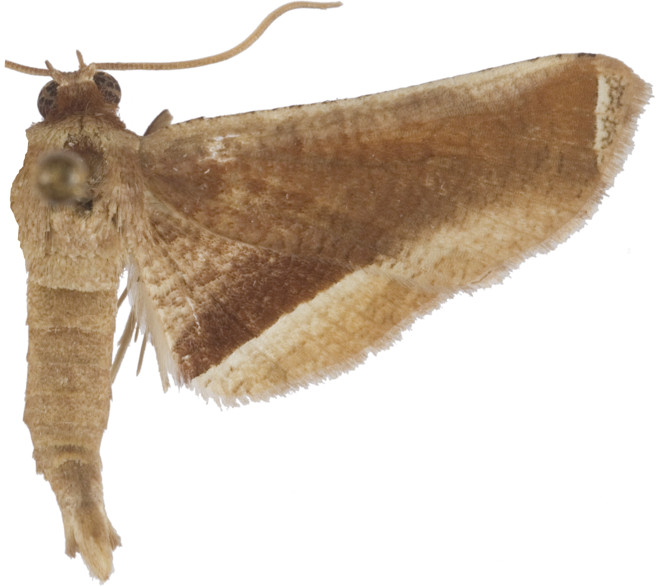 Calindoea trifascialis Moore