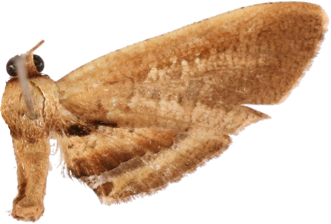 Calindoea tritropha Swinhoe
