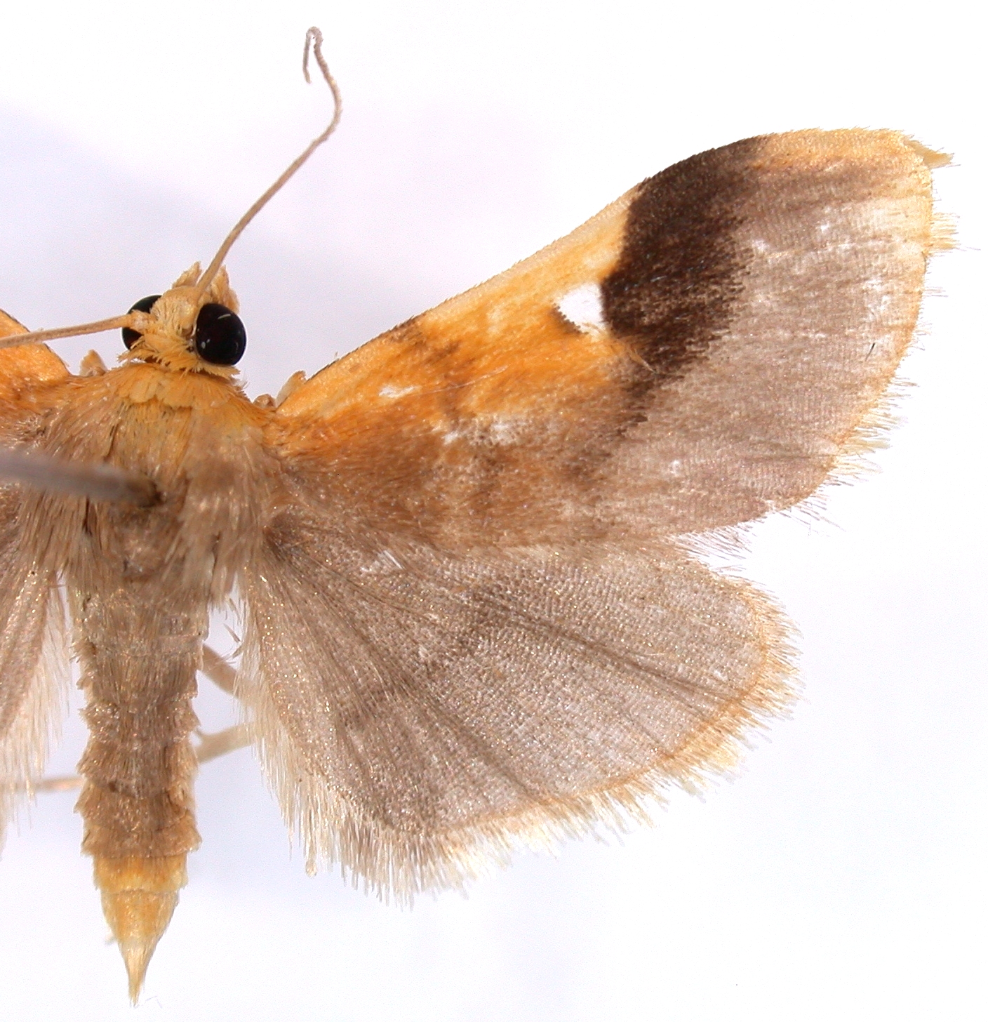 Callibotys hyalodiscalis Warren