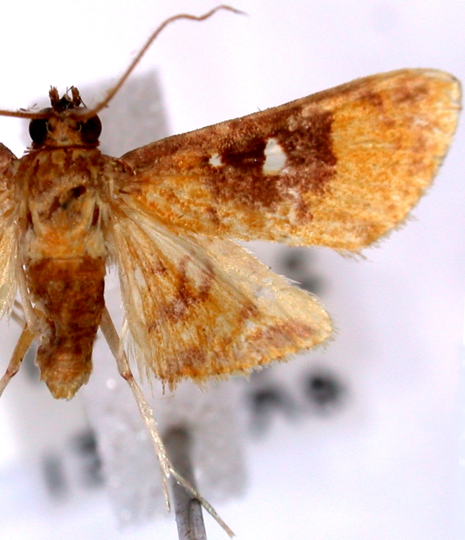 Callibotys monostictalis Hampson