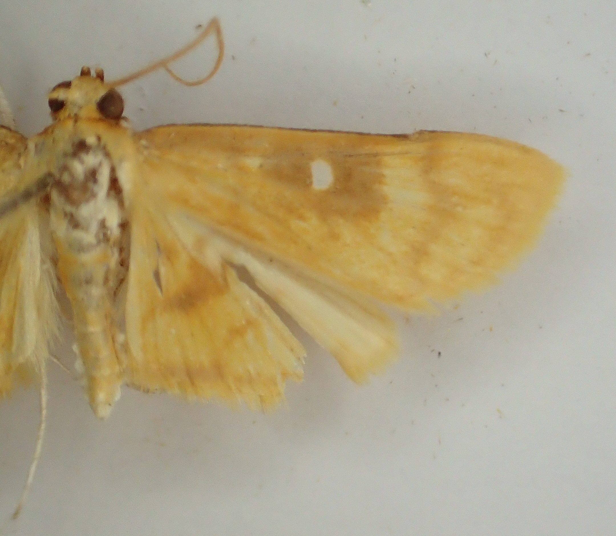 Callibotys sp. 1