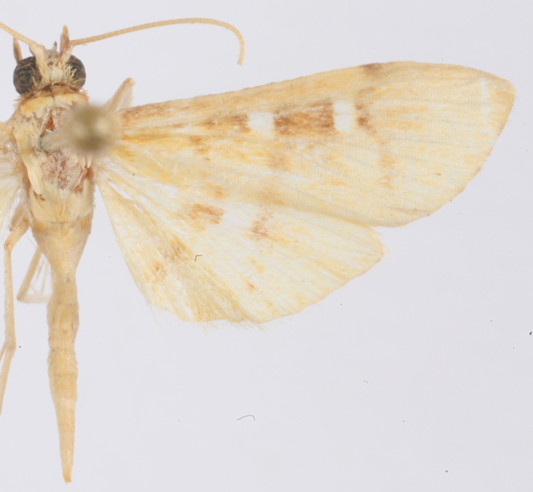 Callibotys sp. 2