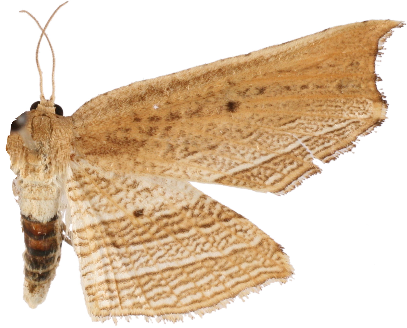Camadena tessellata Swinhoe