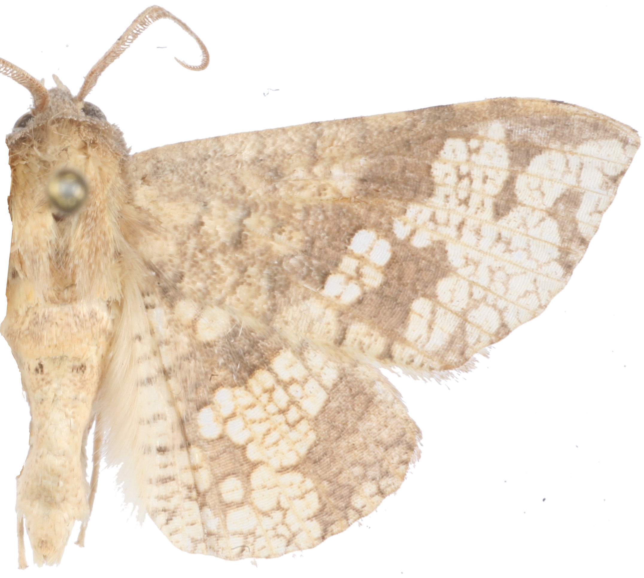 Canaea ignotalis Roeber