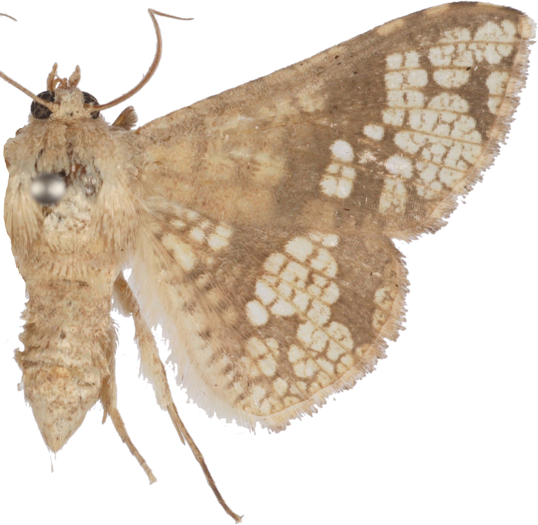 Canaea semitessellata Walker
