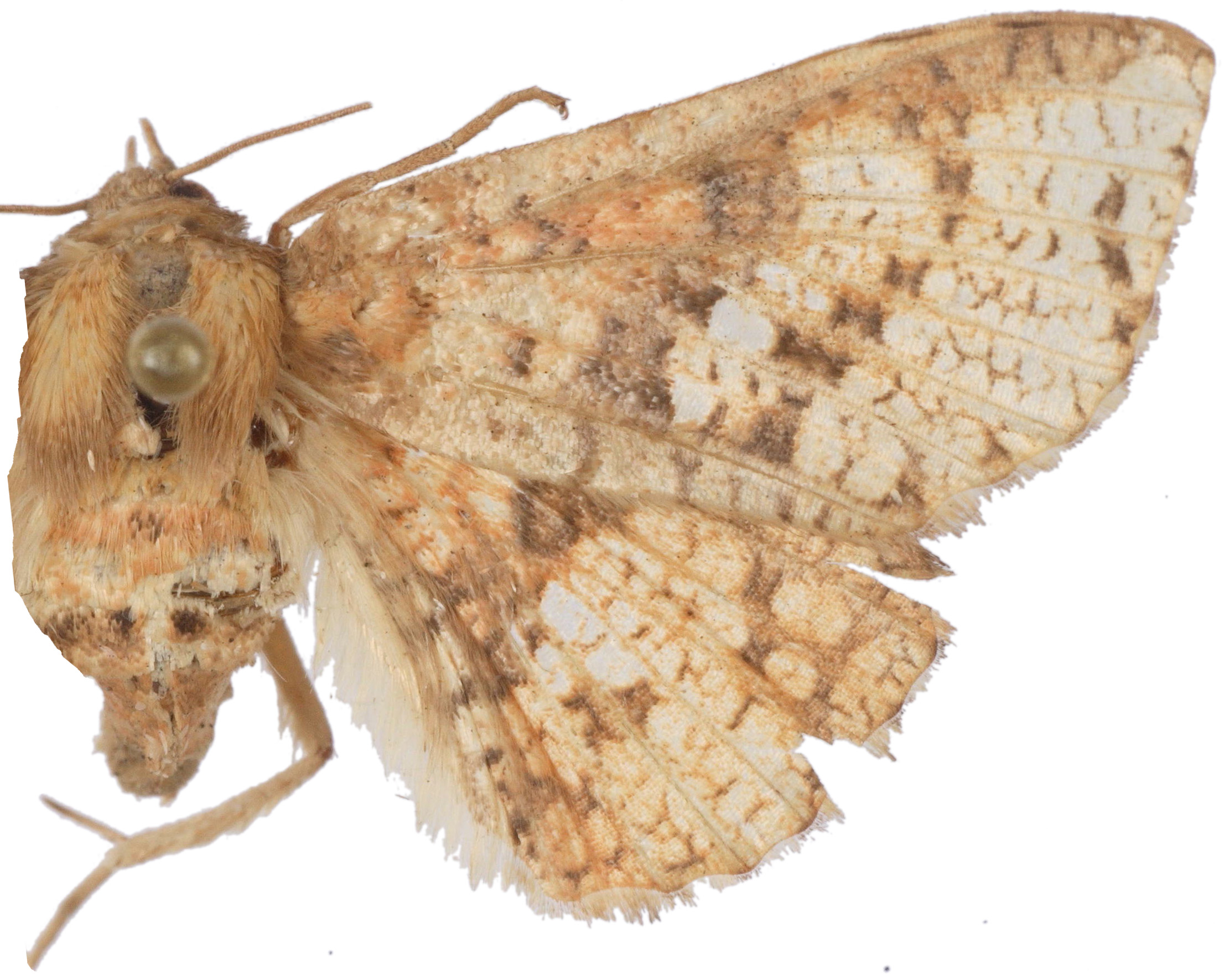 Canaea semitessellata Walker specimen plate