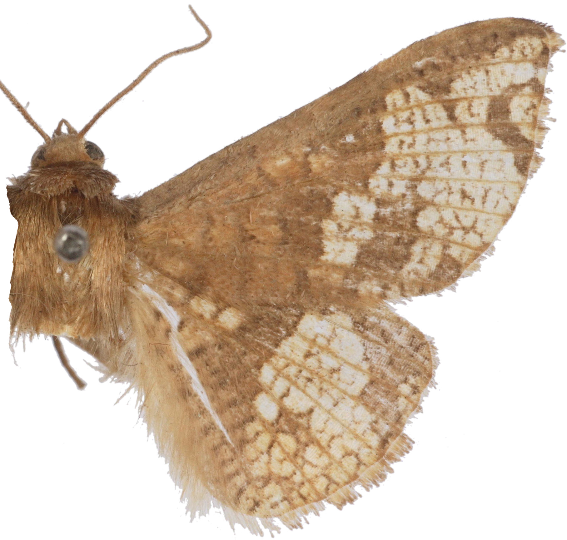 Canaea similella Whalley