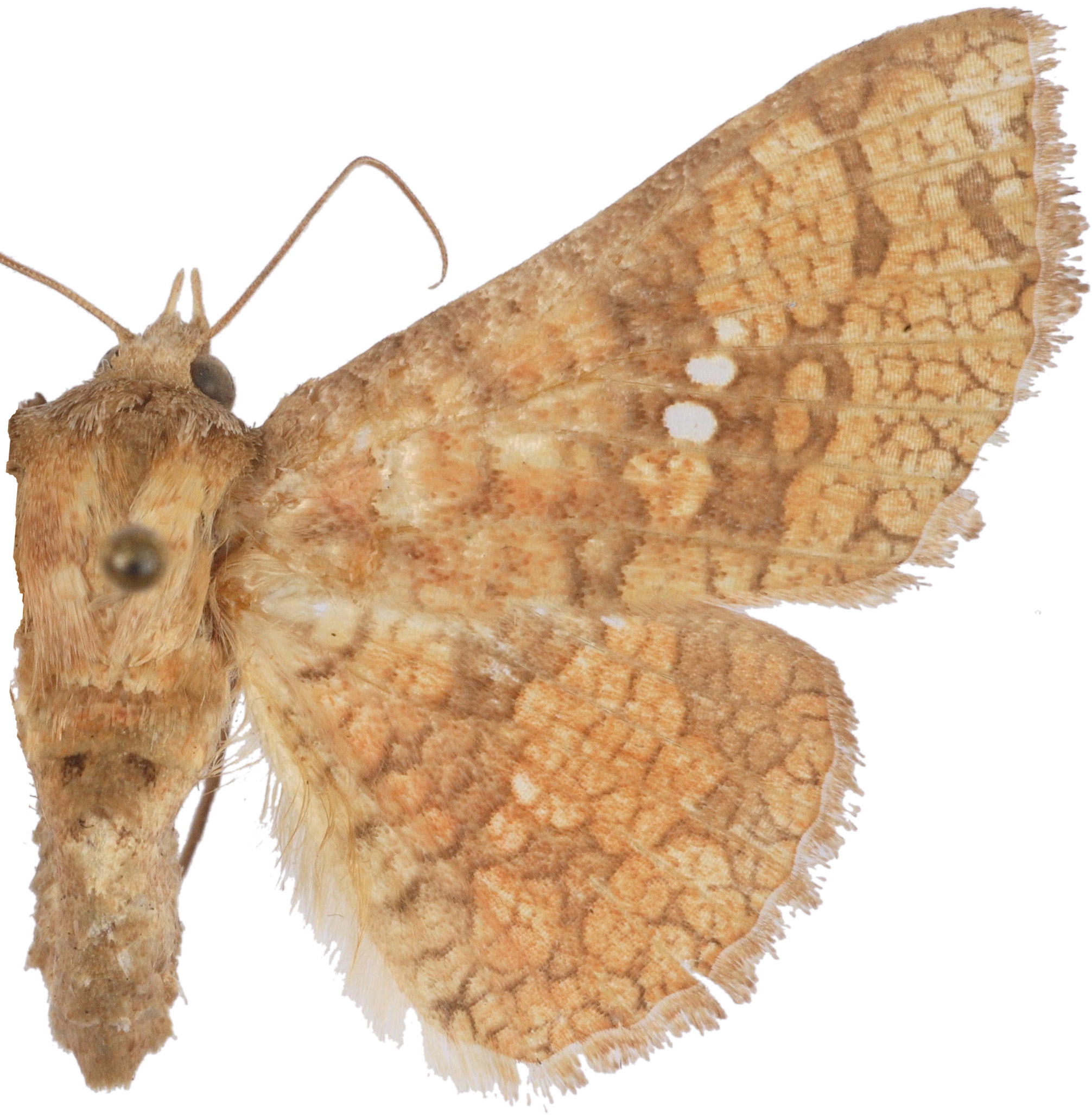 Canaea similella Whalley specimen plate
