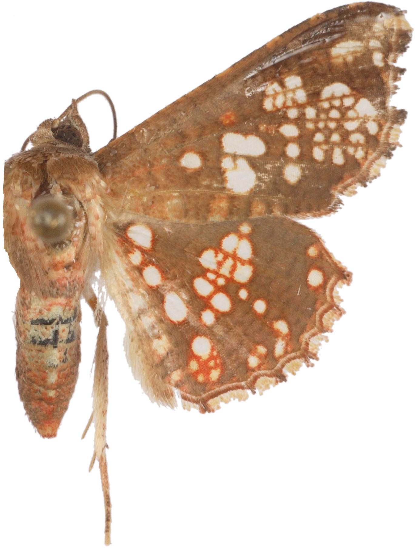 Canaea sp. 1