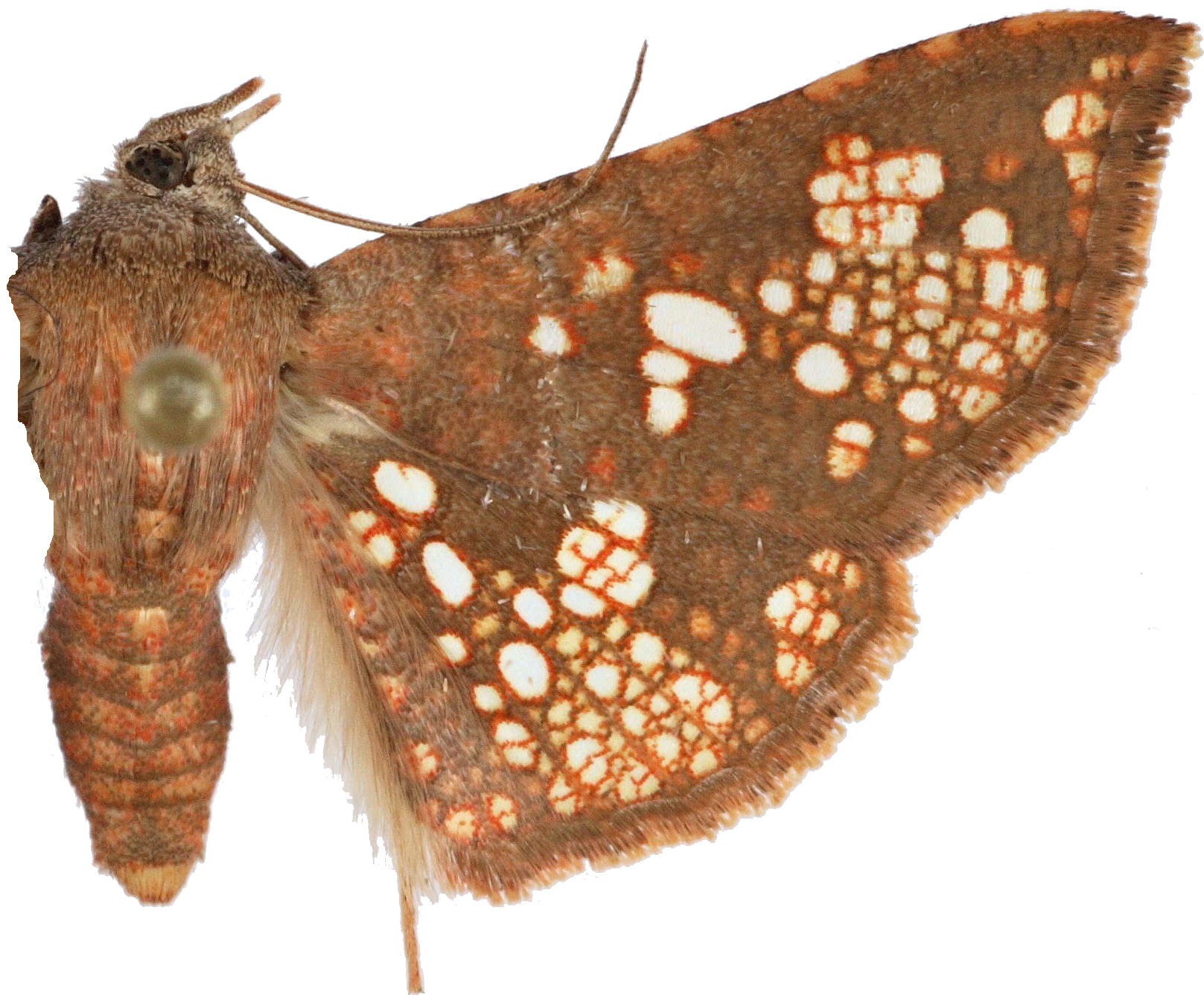 Canaea sp. 2