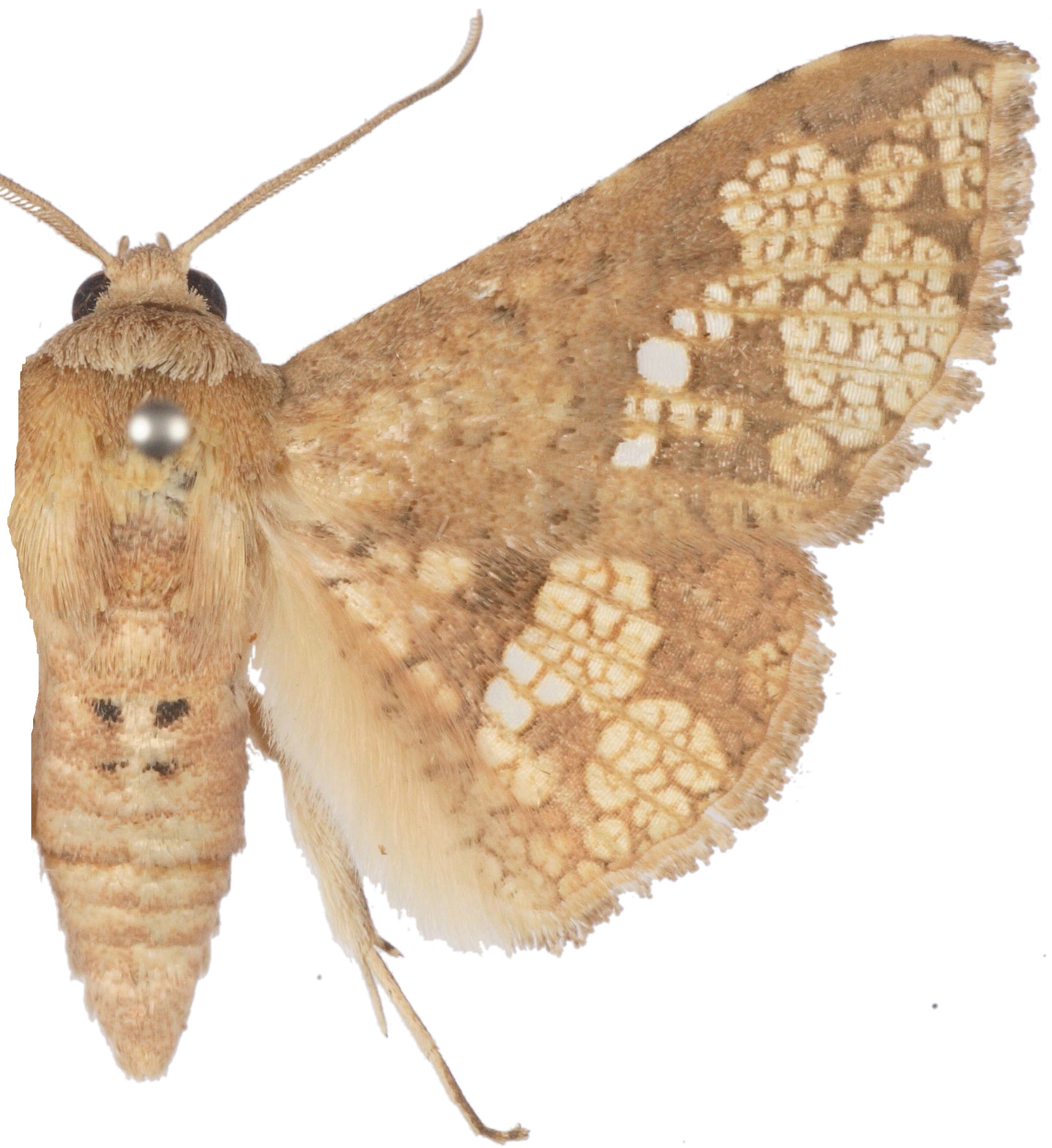 Canaea sp. 3