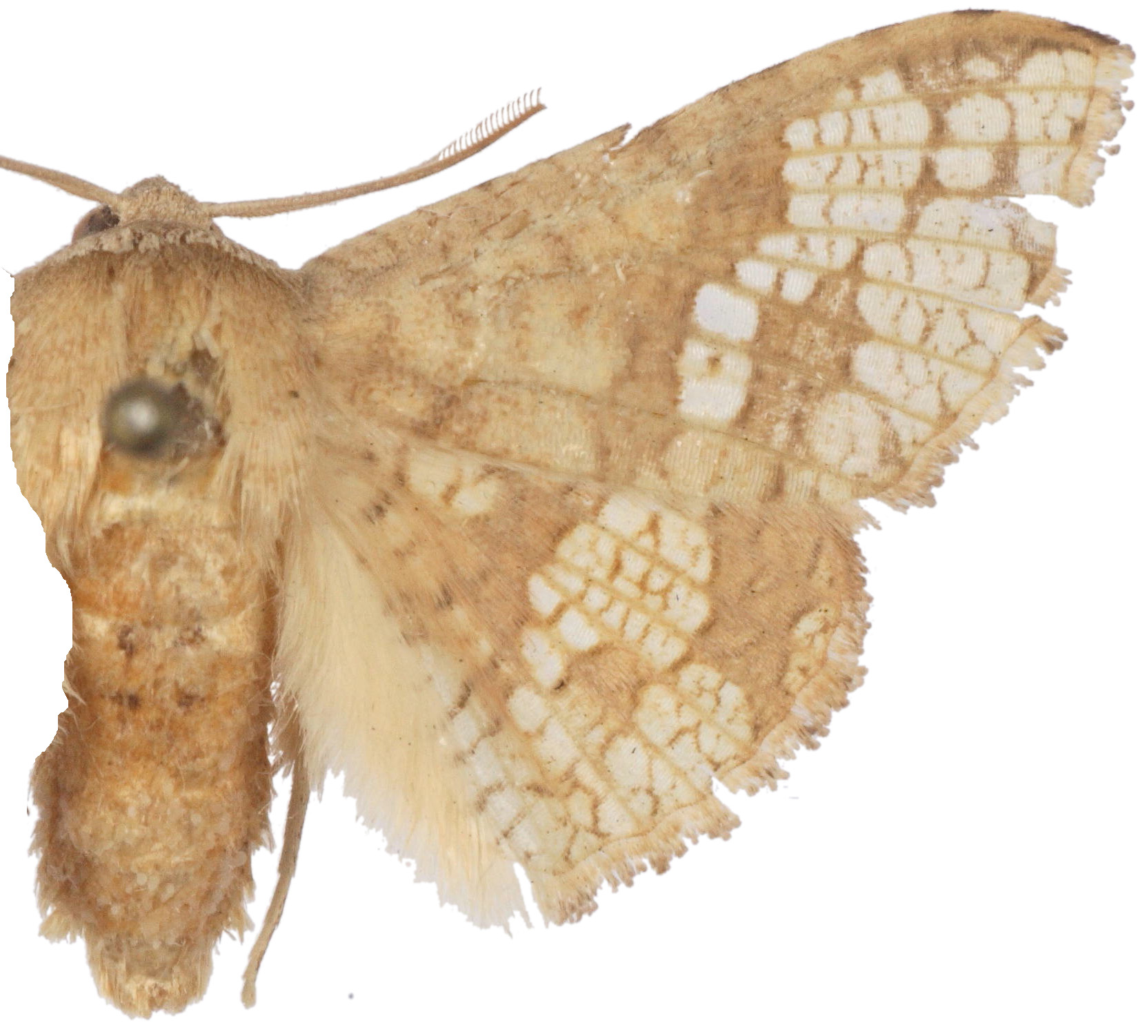 Canaea tessellatula Pagenstecher