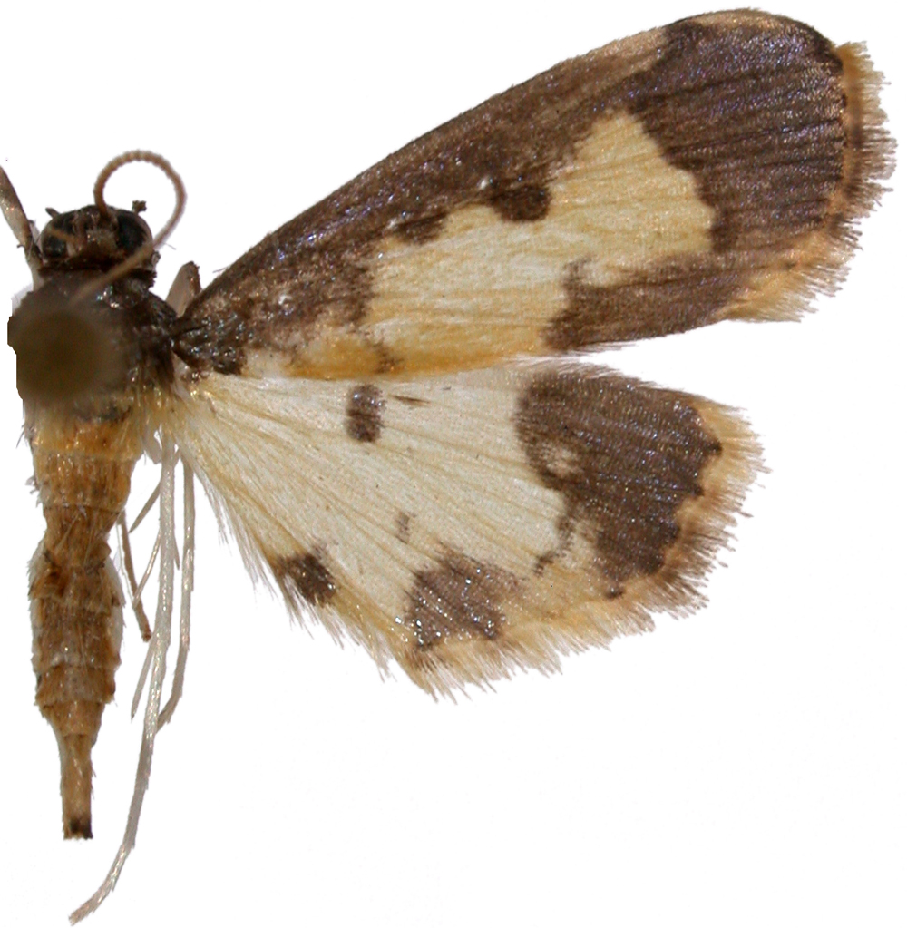"Caprinia" sp. 1