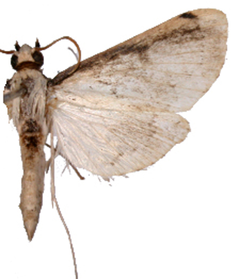 "Caprinia" sp. 1