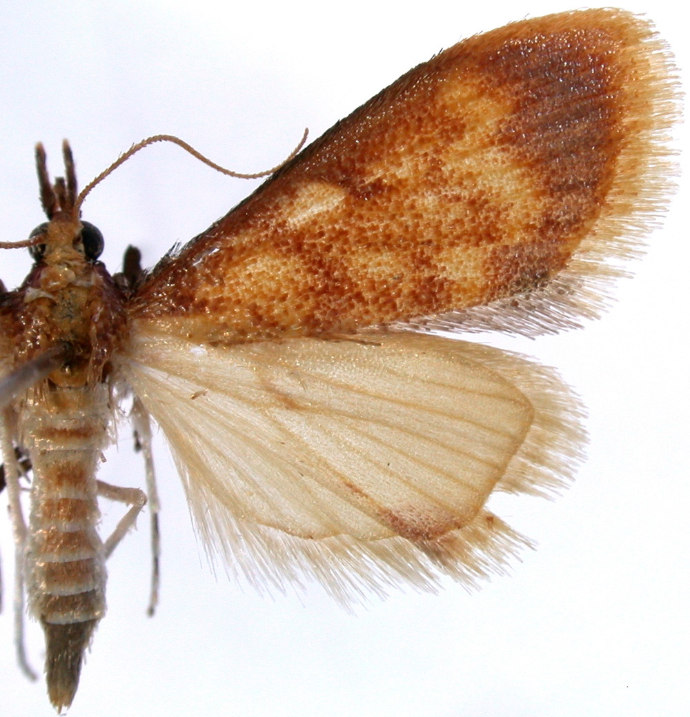 Carminibotys sp. 1