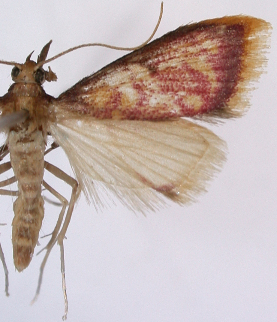 Carminibotys sp. 2