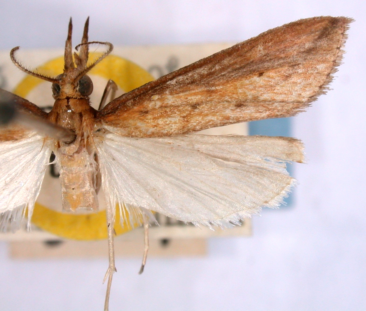 Catagela adoceta Common