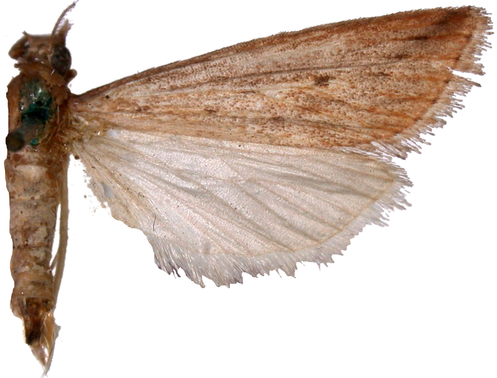 Catagela sp. 1