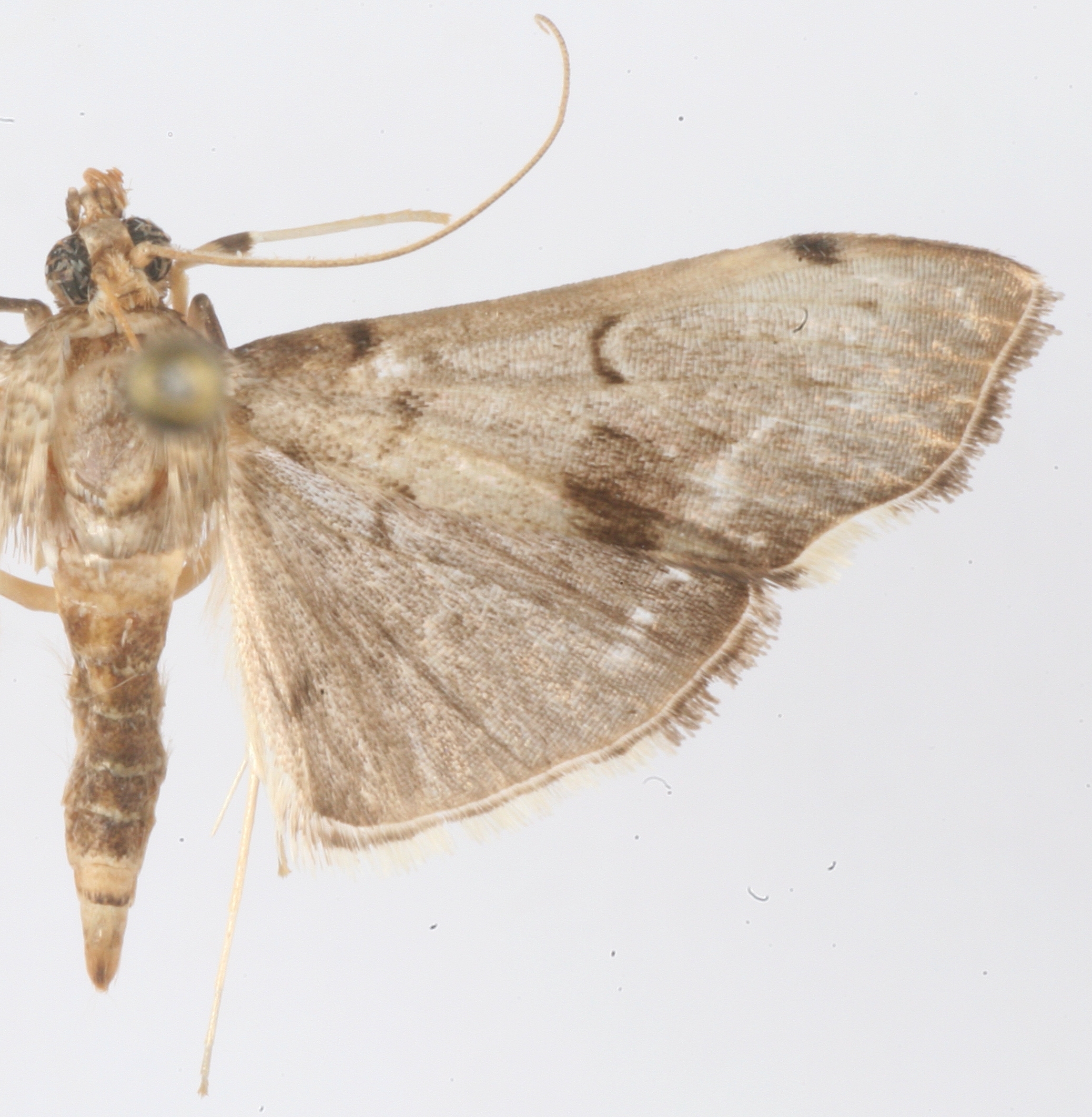 "Ceratarcha" sp. 3