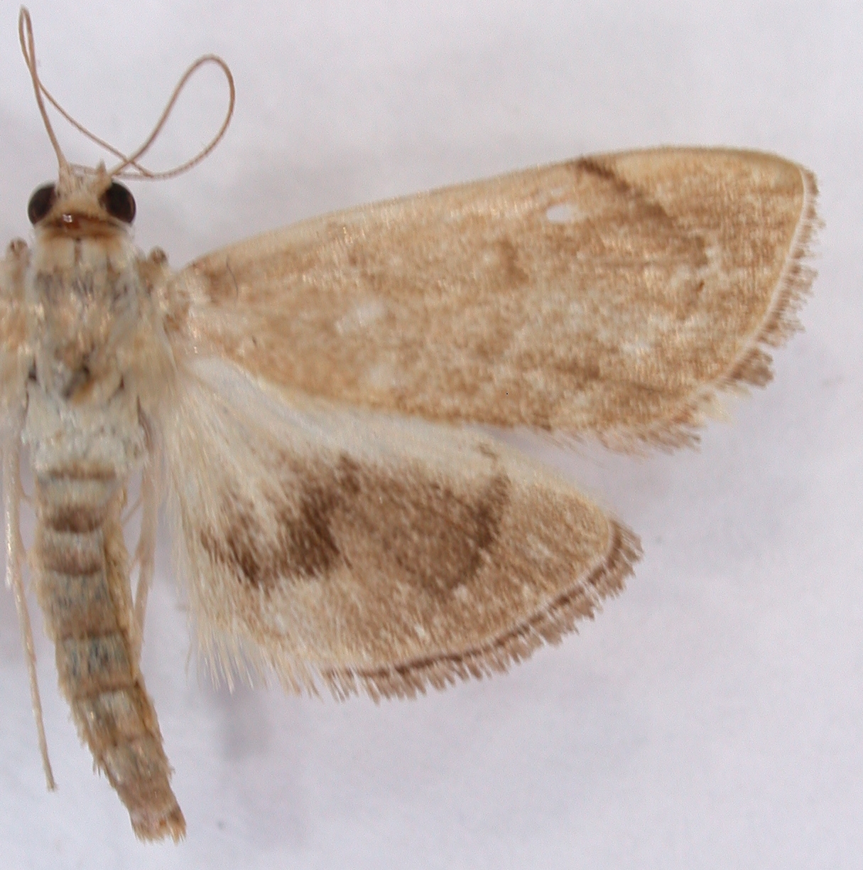 "Ceratarcha" sp. 5