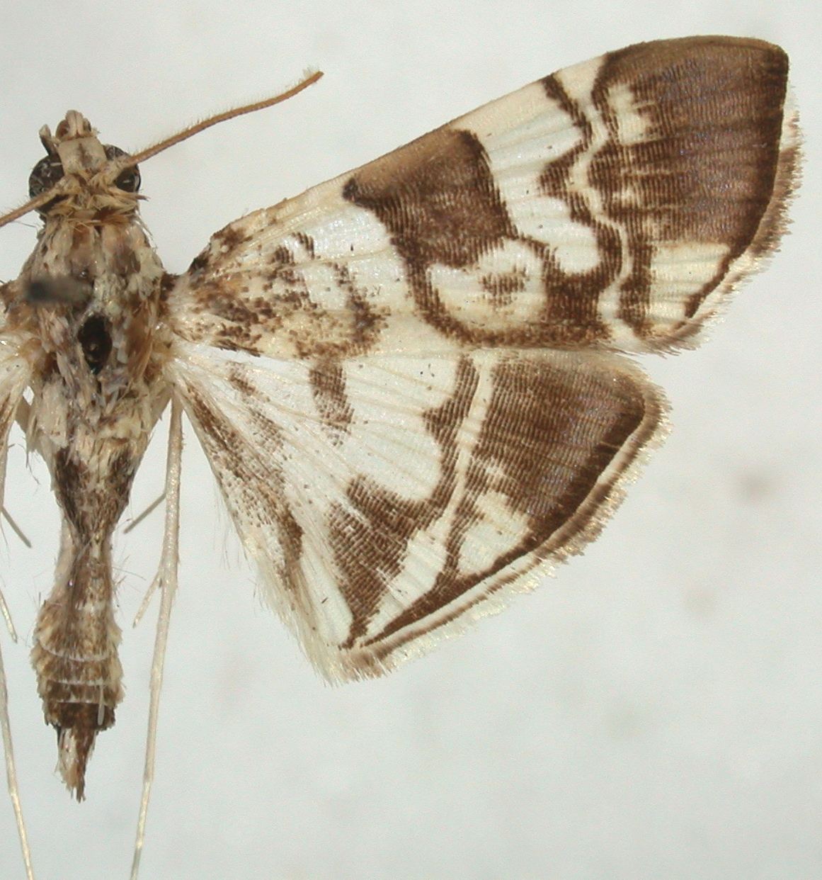Chabula acamasalis Walker specimen plate