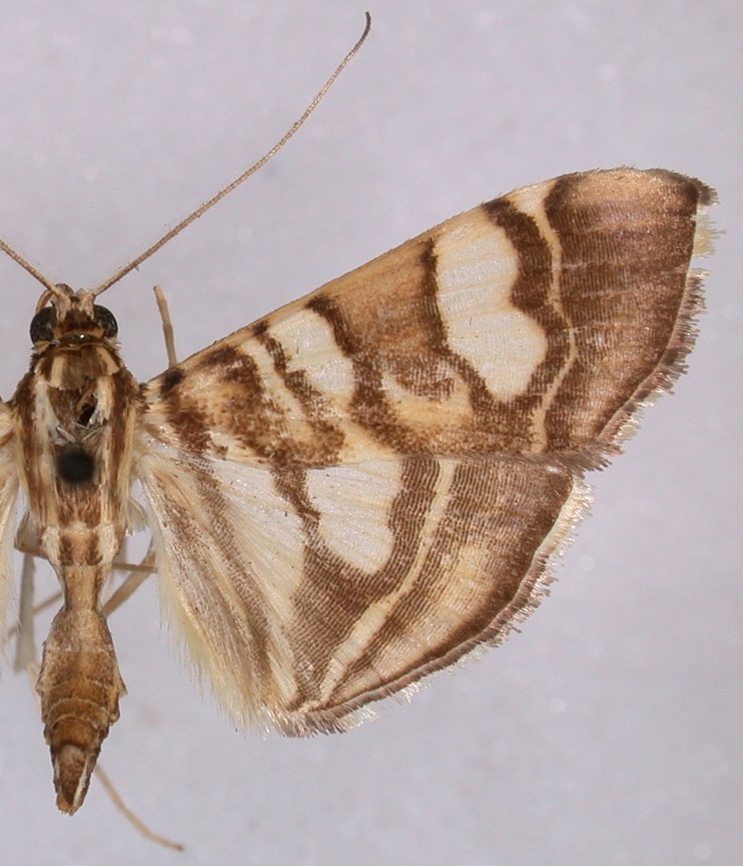 Chabula sp. 1