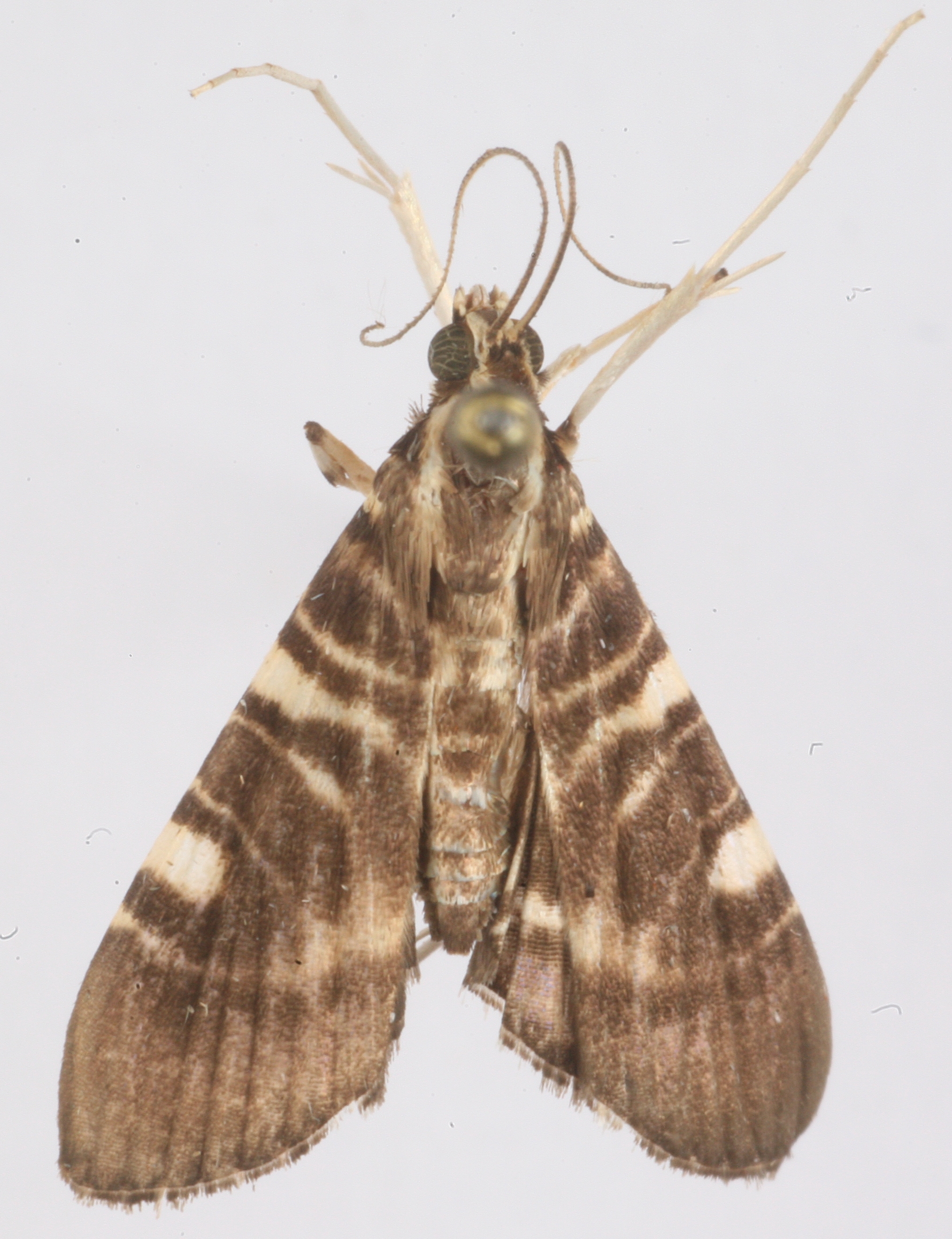 Chabula sp. 2