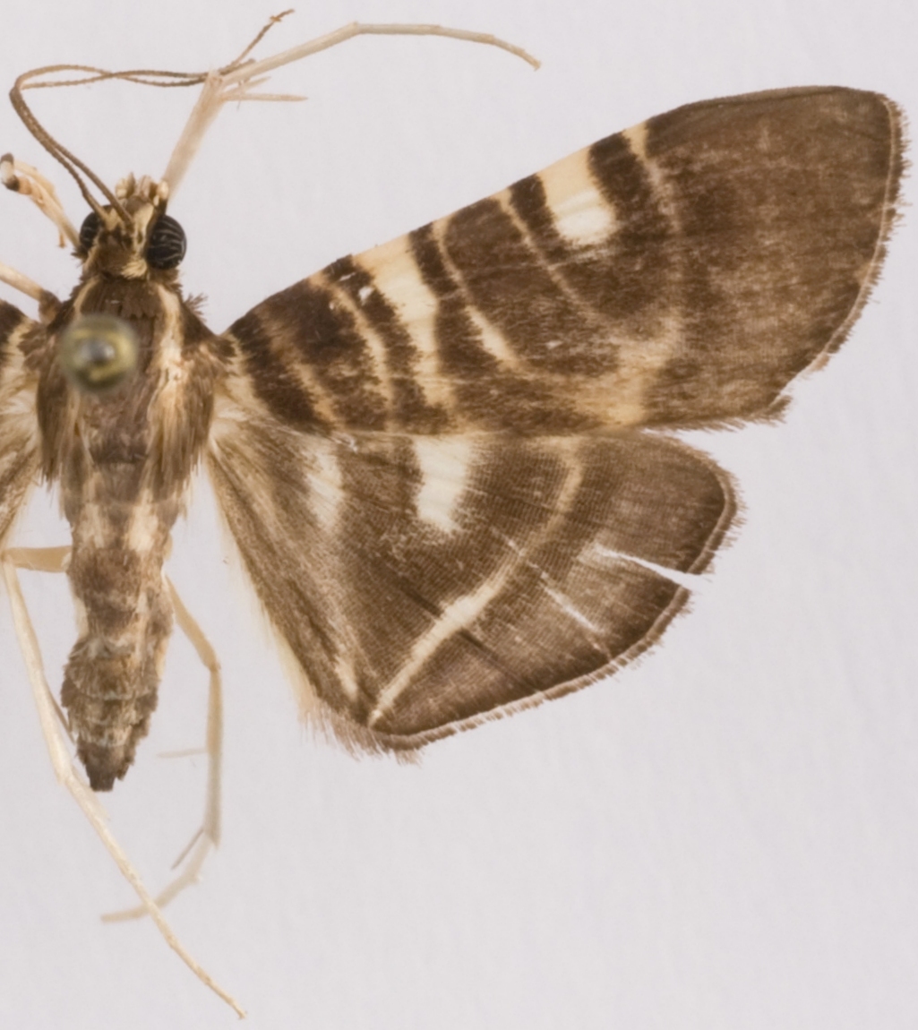 Chabula sp. 3