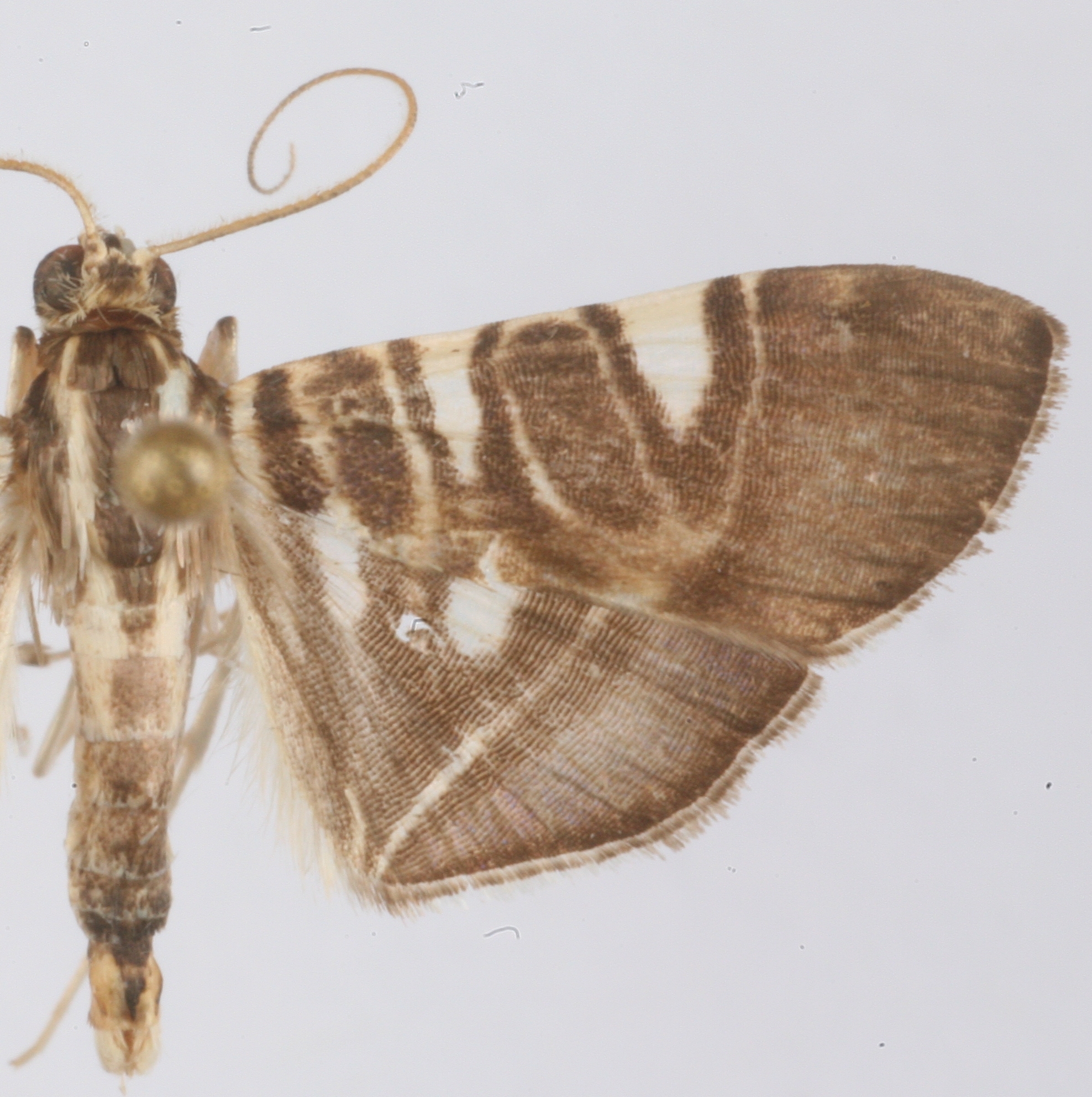 Chabula sp. 4