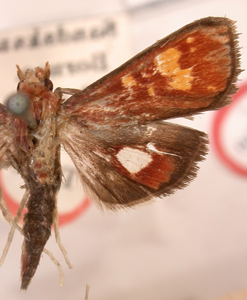Chalcidoptera pryeri Hampson